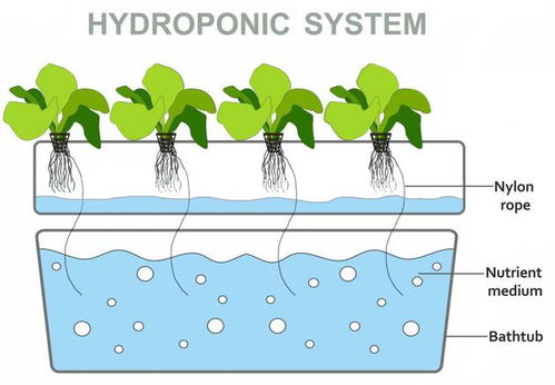 如何制作水培系统