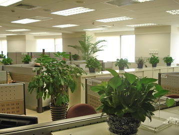 办公室室内绿植景观