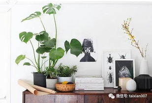 室内净化空气植物哪几种是最好的方法