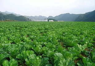 种植有机蔬菜需要什么条件和手续