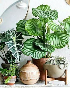 室内净化空气植物哪几种是最好的呢