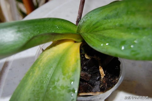 室内植物病虫害常见问题及解决办法