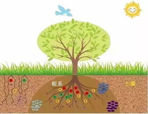 植物根系对土壤有机质的影响
