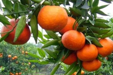 如何自制肥料浇灌橘树苗
