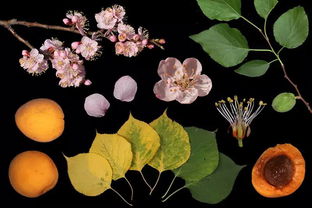 植物摄影师拍植物生长的过程的书