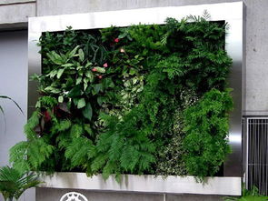 室内植物墙常用植物种类
