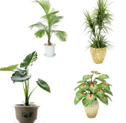 室内植物风水选择和作用