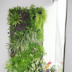 室内植物设计理念
