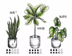 室内植物养护知识 技巧