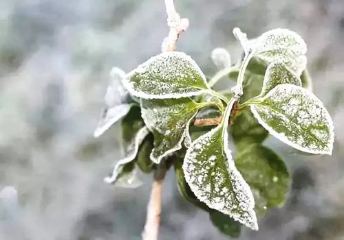 冬季植物防护措施