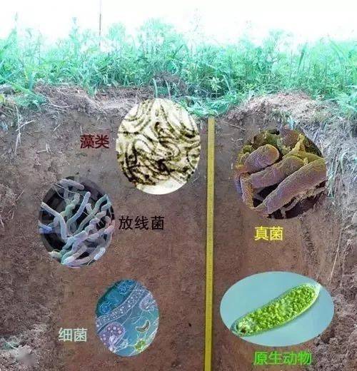 施肥对土壤微生物的影响