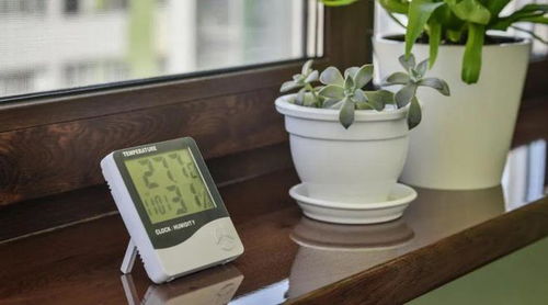 植物会增加室内湿度吗
