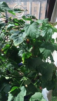 盆栽植物病虫害预防与治疗实验报告