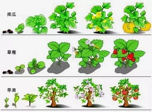 肥料对植物生长的影响活动方案设计