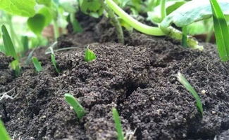 有机肥与化肥施用指南