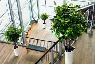 办公室环境植物布置