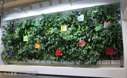 室内植物墙的设计与制作