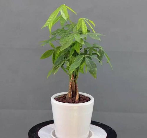 盆栽植物的生长环境优化