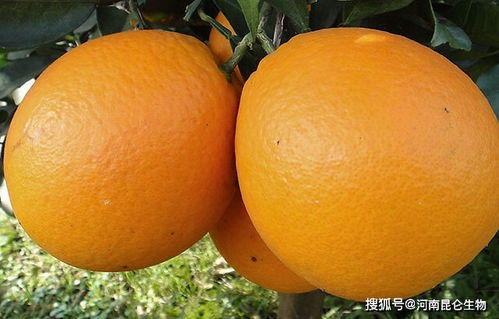 自制肥料的做法和配方橙子