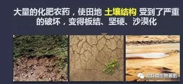施肥对土壤产生哪些污染
