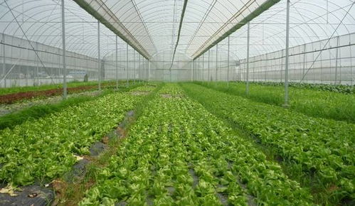 有机蔬菜种植方法基地