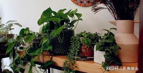 室内植物装饰方法