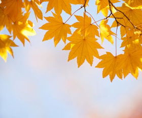 秋天树叶有什么颜色