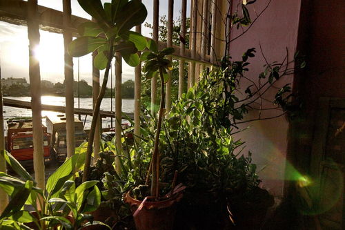 室内光照植物产生光合作用吗对吗