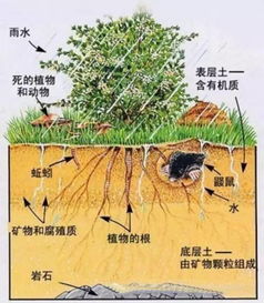 土壤有机质在环境生态中的作用