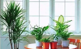 冬季室外植物怎么保暖呢