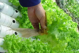水培蔬菜种植技术
