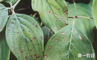 室内植物病虫害常见问题及防治措施
