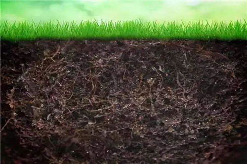 长时间施化肥对土壤的危害