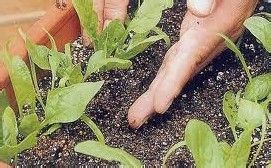 如何提高盆栽花卉施肥有效性的方法