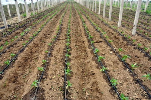 节水灌溉器材属于农业中的什么