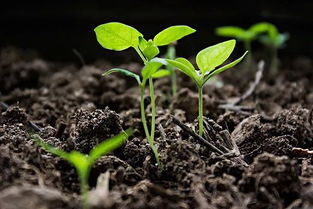 为什么植物根系浅利于增加土壤有机质含量