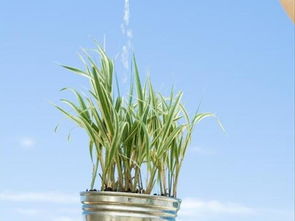 盆栽浇水用什么水